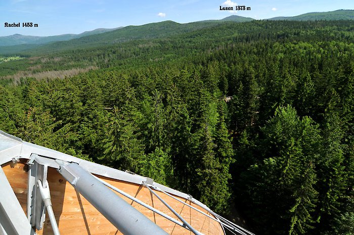 Blick auf die Bayerwaldberge Rachel und Lusen vom Baumwipfelpfad
